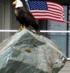 American Eagle _ Flag